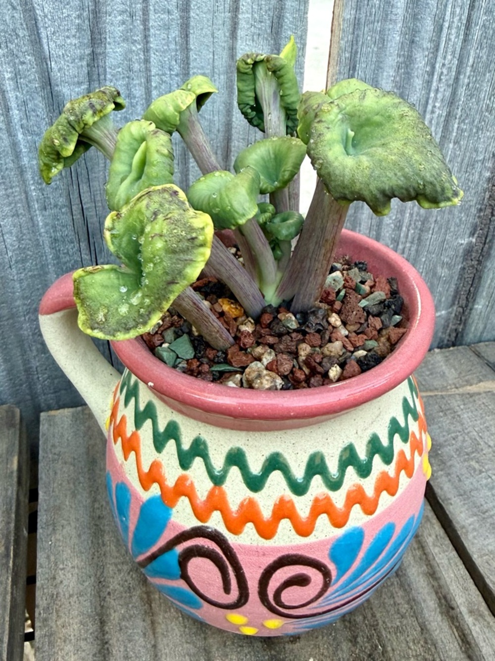 Extremely Rare & Exotic Live Succulent Plant in pot “Kalanchoe Angel Trumpet”